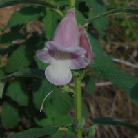 Sesamum radiatum Thonn. ex Hornem.